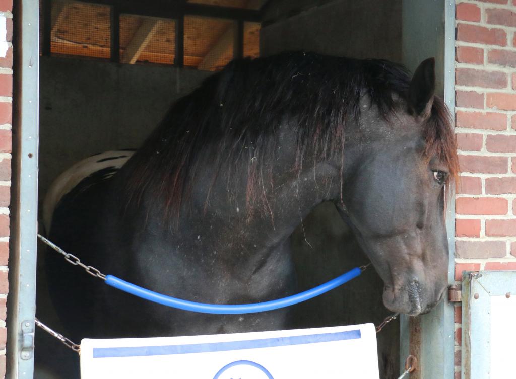 Showing off his neck in the stall. (Julie June Stewart photo)